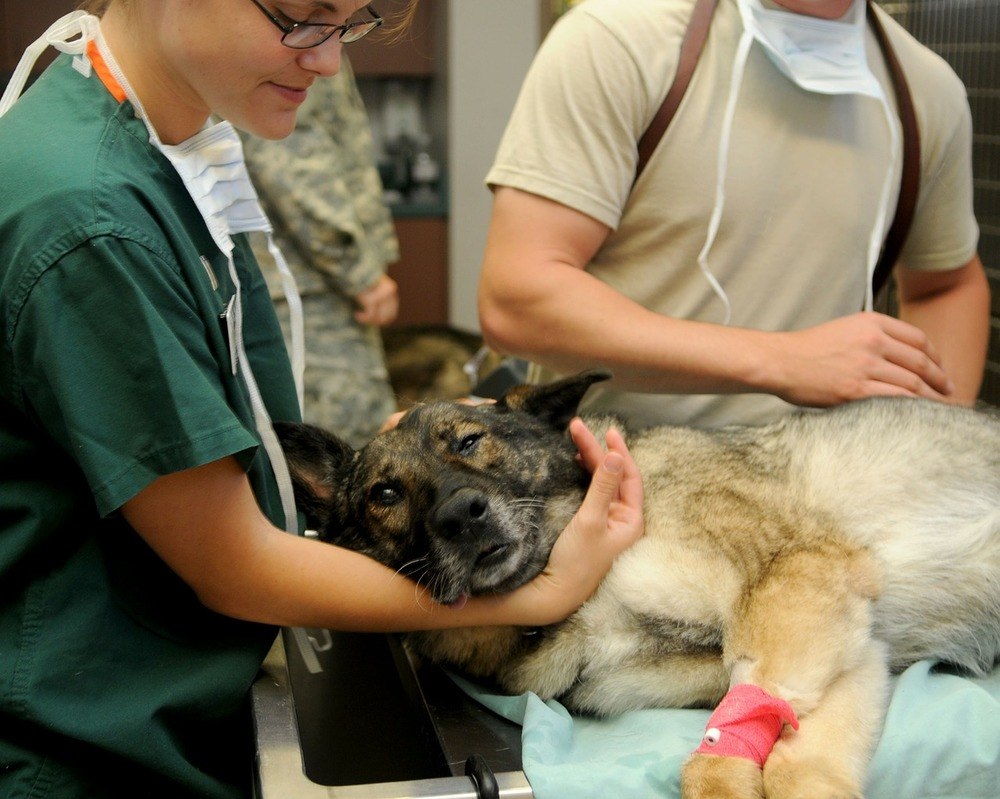 En veterinärs roll
