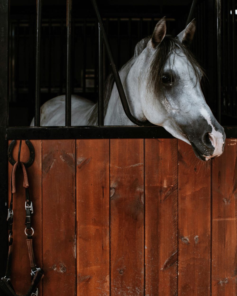 Ge din häst regn- och vindskydd med en utebox