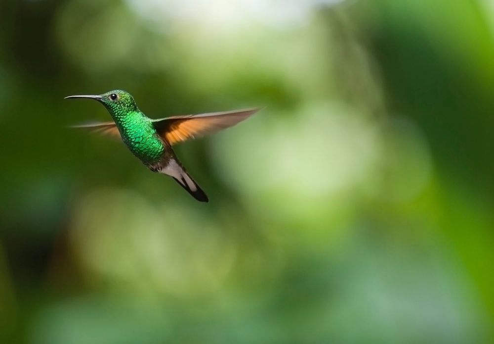 Fågel som inte flyger: En fascinerande värld av unika arter