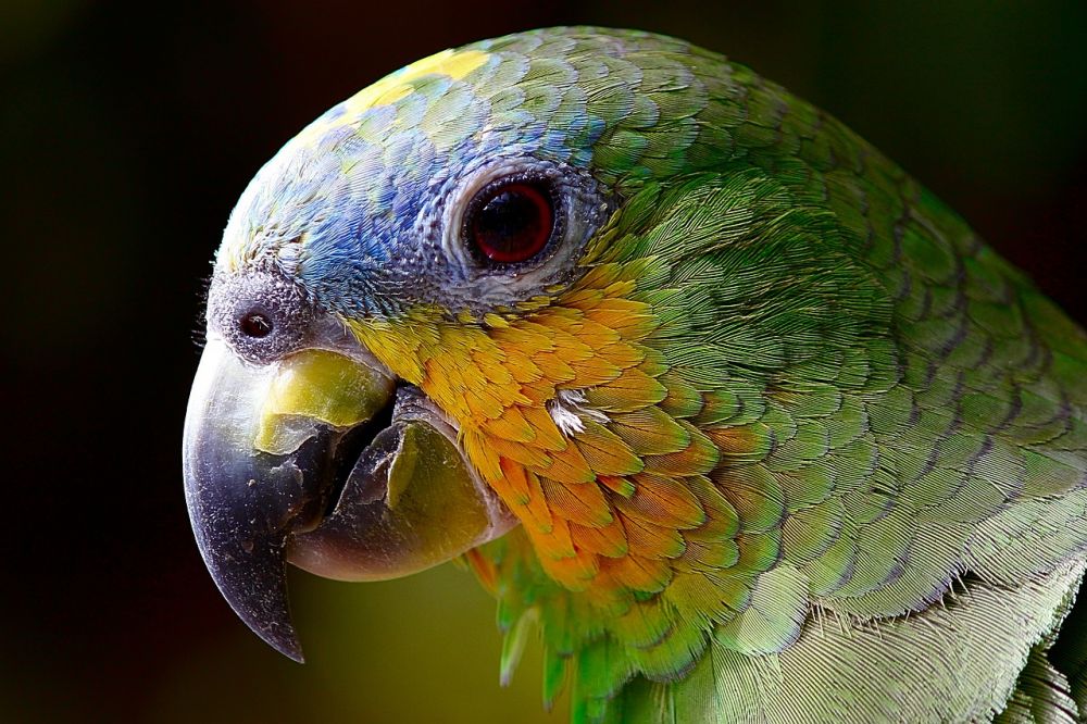 Fågel som husdjur - En översikt över olika typer, egenskaper och historiska för- och nackdelar