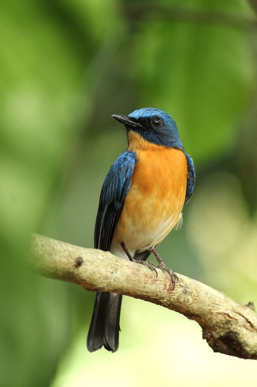 Skrikande fåglar: Utforska deras fascinerande värld