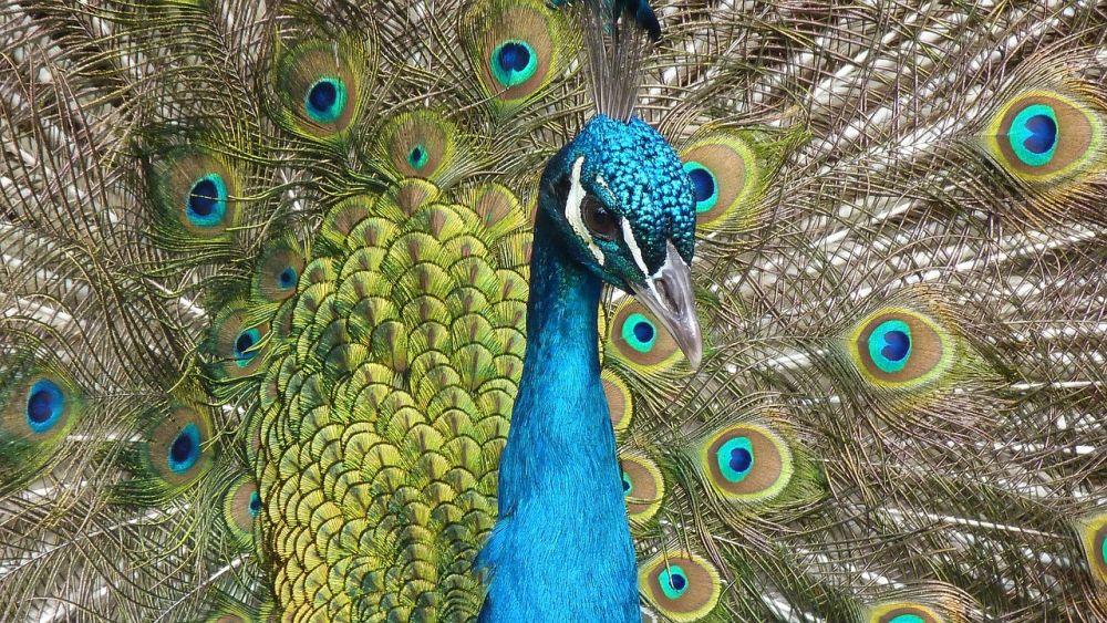 Papua Nya Guinea-fågel: En Ikonisk Skapelse av Naturen