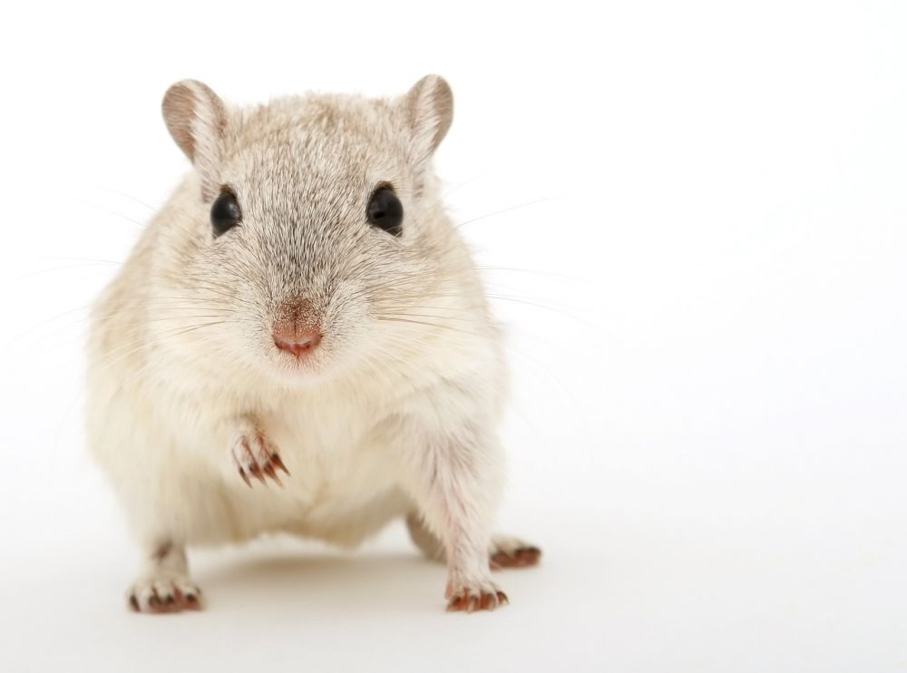 Hamsterkoppel: Övergripande översikt och presentation