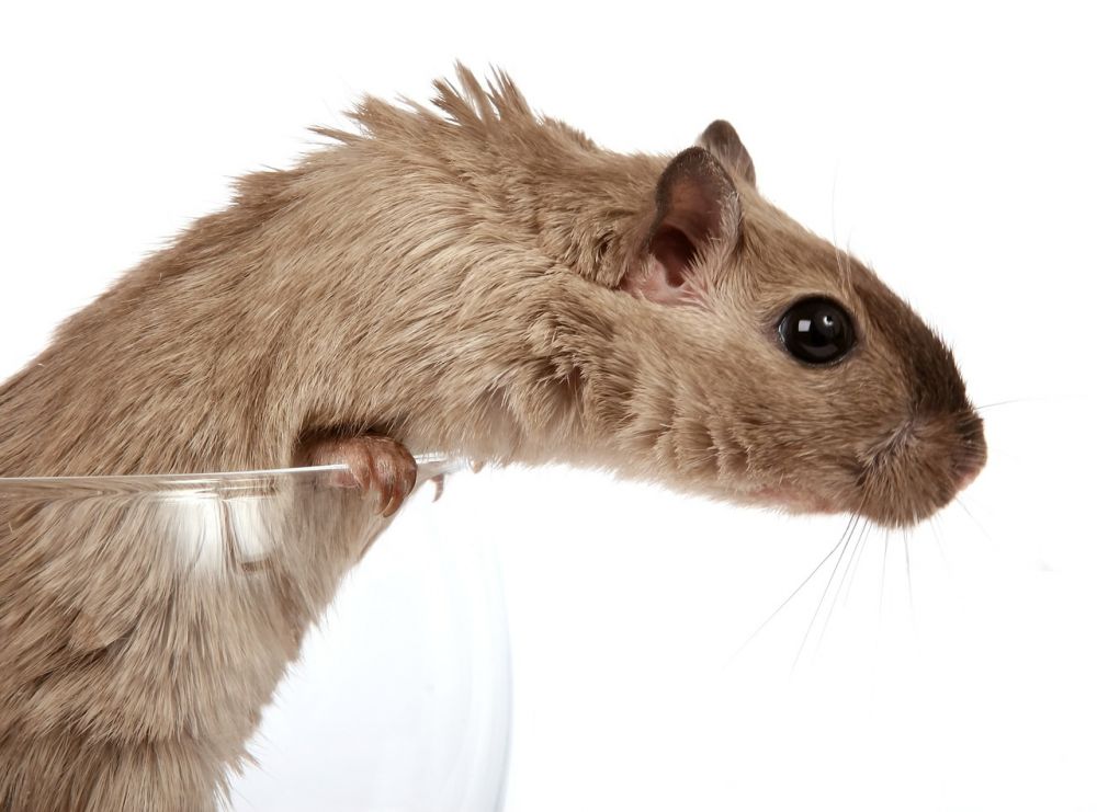 Naken hamster: En fördjupande undersökning