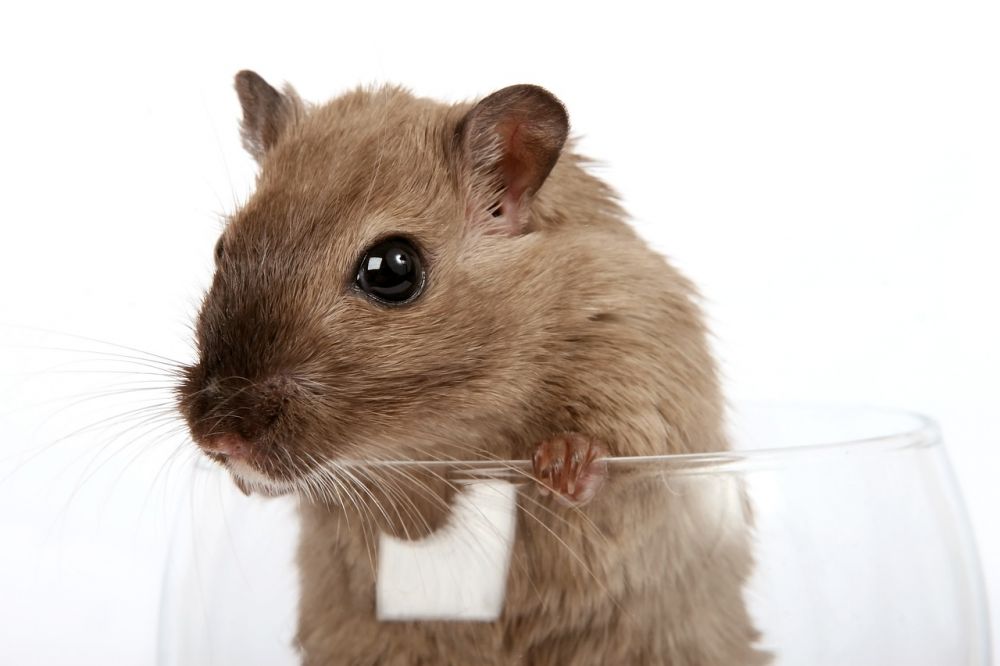 Roborovski Hamster - En Grundlig Översikt