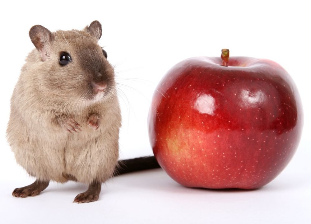 Hamster fakta: En Omfattande Guide för Privatpersoner
