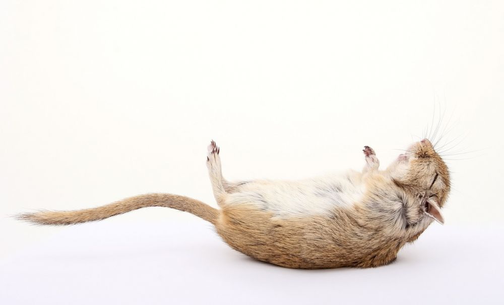 Symptom på en döende hamster: En djupgående analys