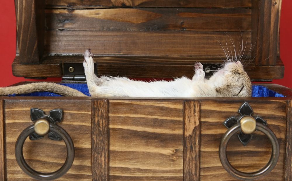 Humorous Hamsters: A Comprehensive Guide to the Funny Side of these Adorable Pets