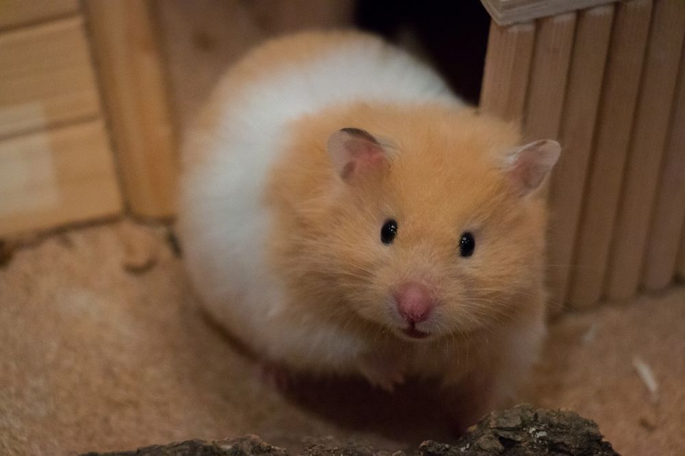 Arabian Hamster: An In-depth Look