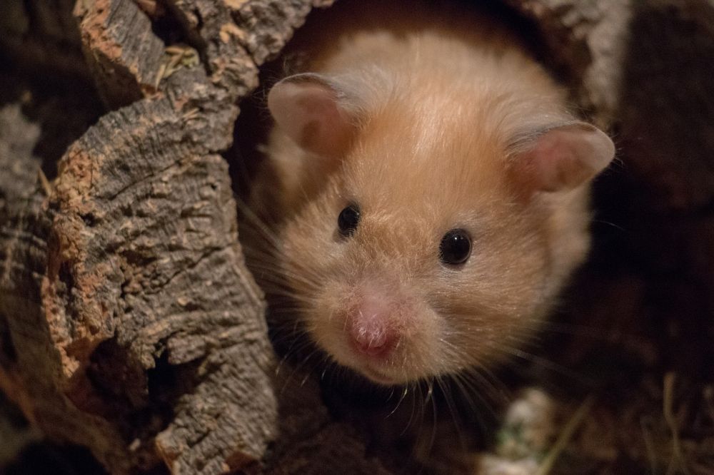 Hamsterhus: Skapandet av det perfekta hemmet för din lilla vän