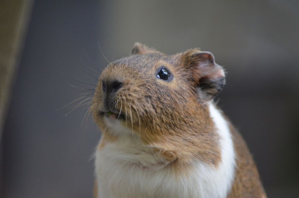 Angora Hamster: En Översikt