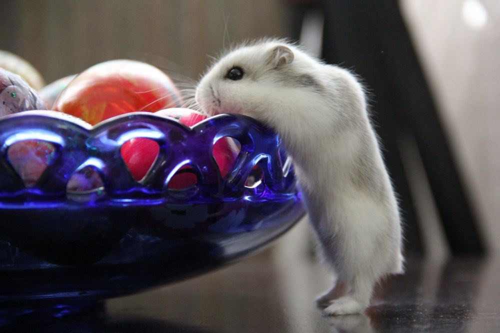 Svart hamster: En fascinerande varelse med många intressanta egenskaper och variationer