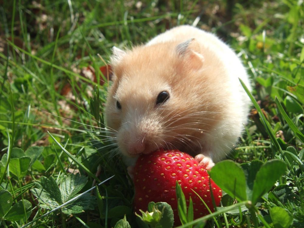 Hamster Raser: En grundlig översikt och presentation av dessa älskade sällskapsdjur
