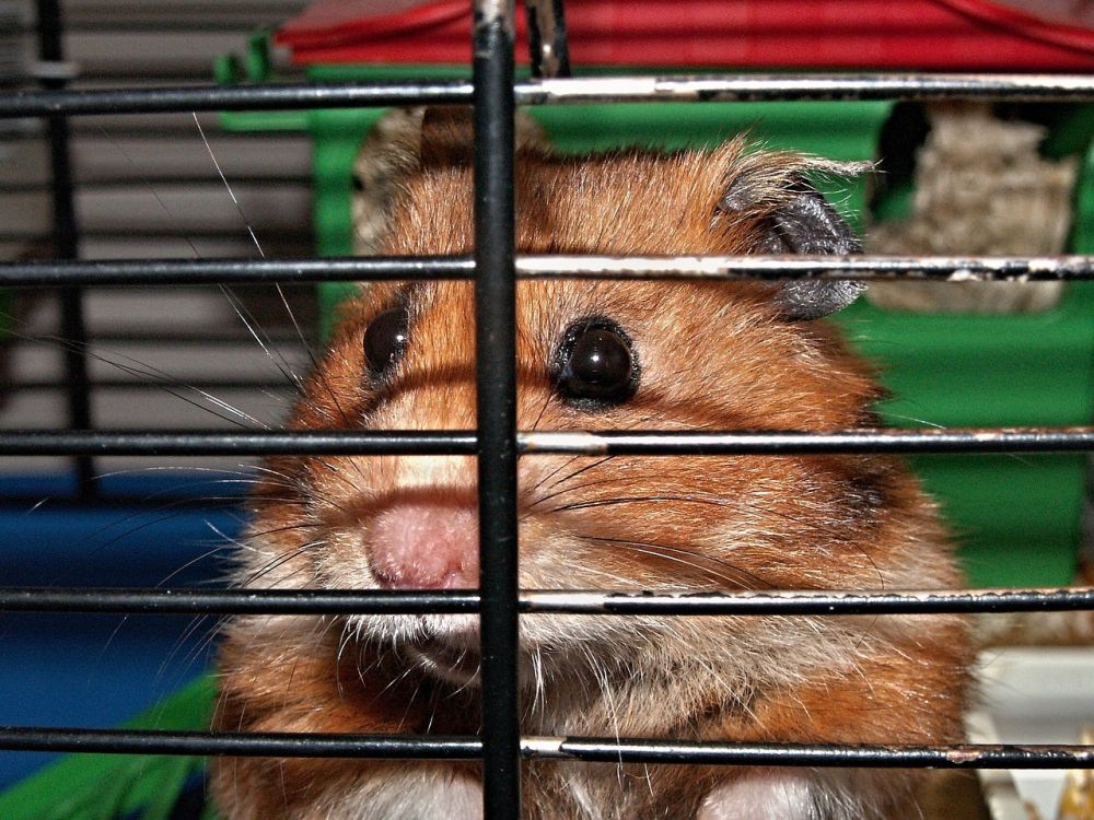 Sibirisk hamster - En Fascinerande Varelse från Fjärran Östern