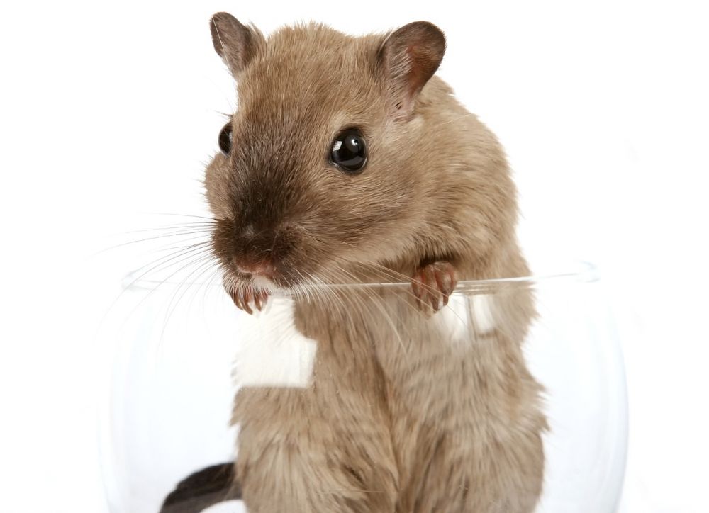 Söt Hamster: En fördjupning i den bedårande världen av smågnagare