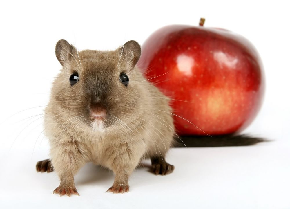 Bur till hamster - allt du behöver veta för ditt husdjurs välmående