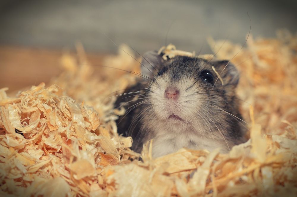 Tjock hamster: En grundlig översikt