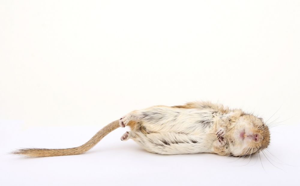 Hamster transportbur: En essentiell guide för smådjursägare