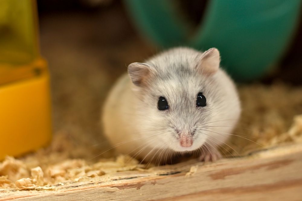 Hamster vit: En fascinerande värld av färgvariationer