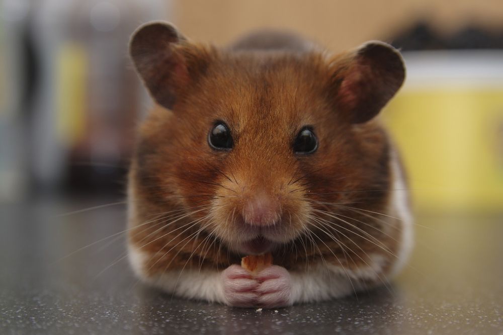 Världens minsta hamster: En grundlig översikt