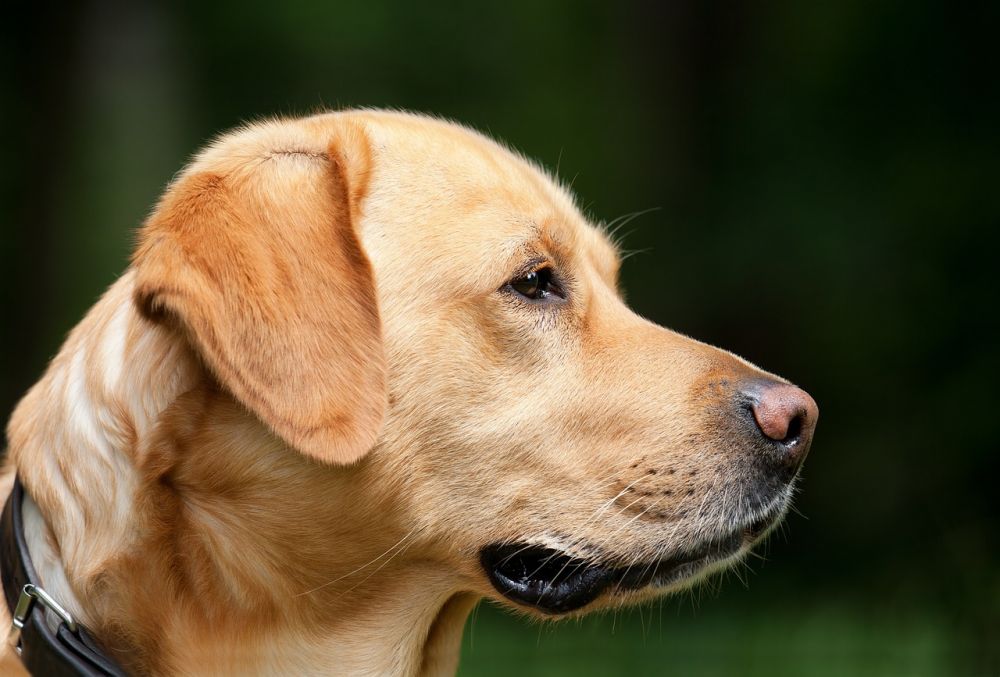 Mjällkvalster hos hundar är ett vanligt problem som kan orsaka obehag och irritation för både djuret och dess ägare