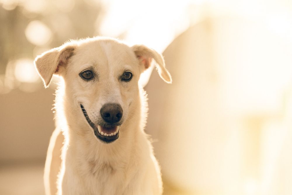 Spårlina för hund - En omfattande guide för hundägare