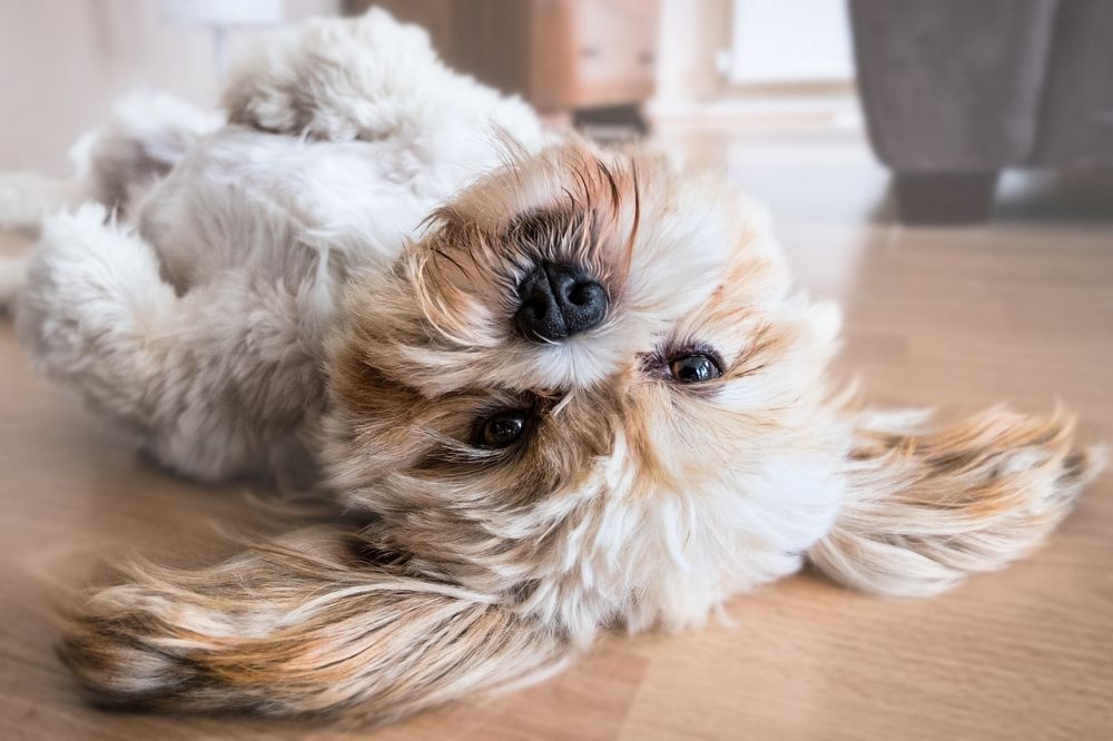 Onsior Hund: En omfattande översikt över detta populära läkemedel för hundar