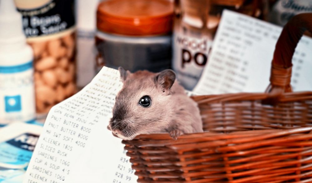 Hamster Rör  En Komplett Guide till Ditt Husdjurs Lycka