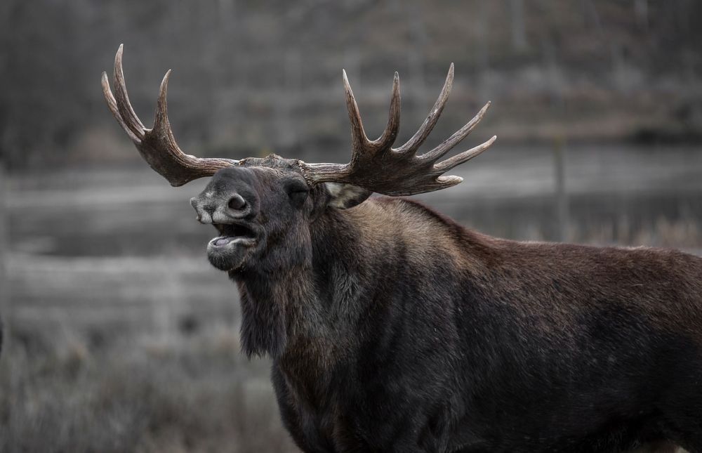 Upplev Spännande Äventyr i Sverige: Älgsafari