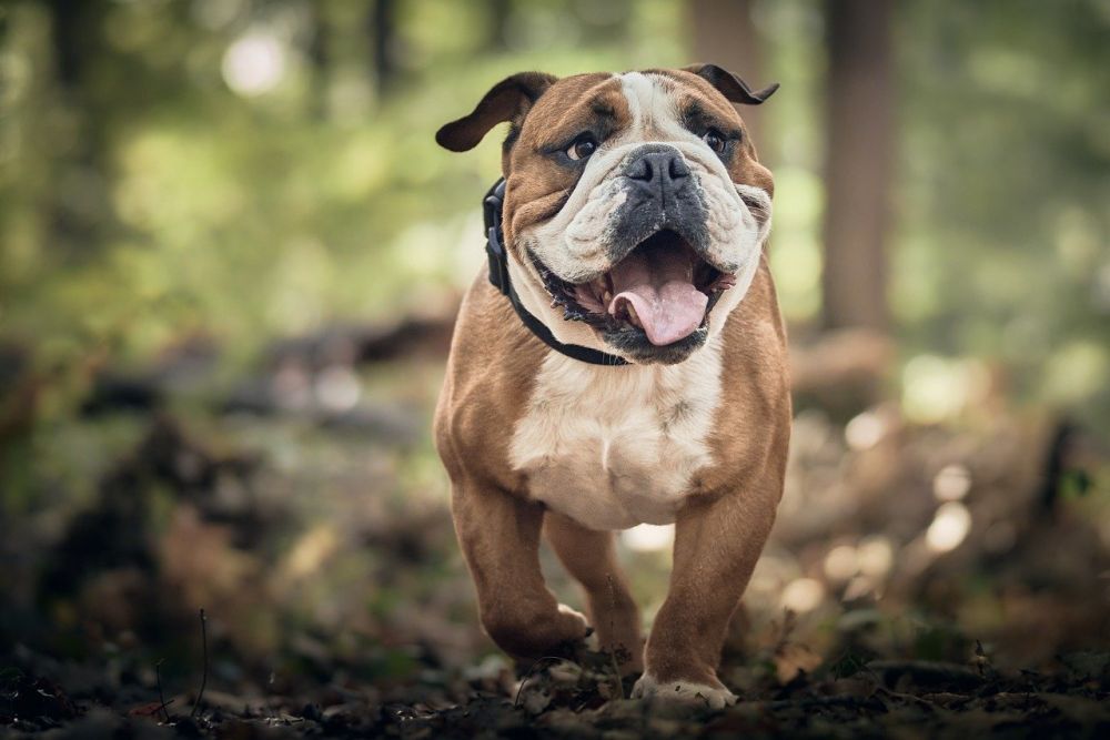 Hundgrind till bil: En nödvändighet för säker transport