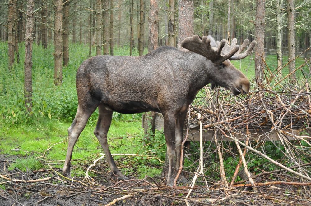 Älgsafari: En oförglömlig upplevelse