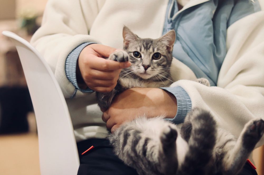 Din guide till veterinärvård i Vallentuna