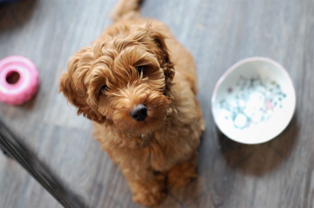 Den fascinerande världen av australian labradoodle