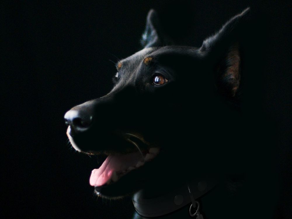 Valpkurs i uppsala  trygg start för både hund och människa